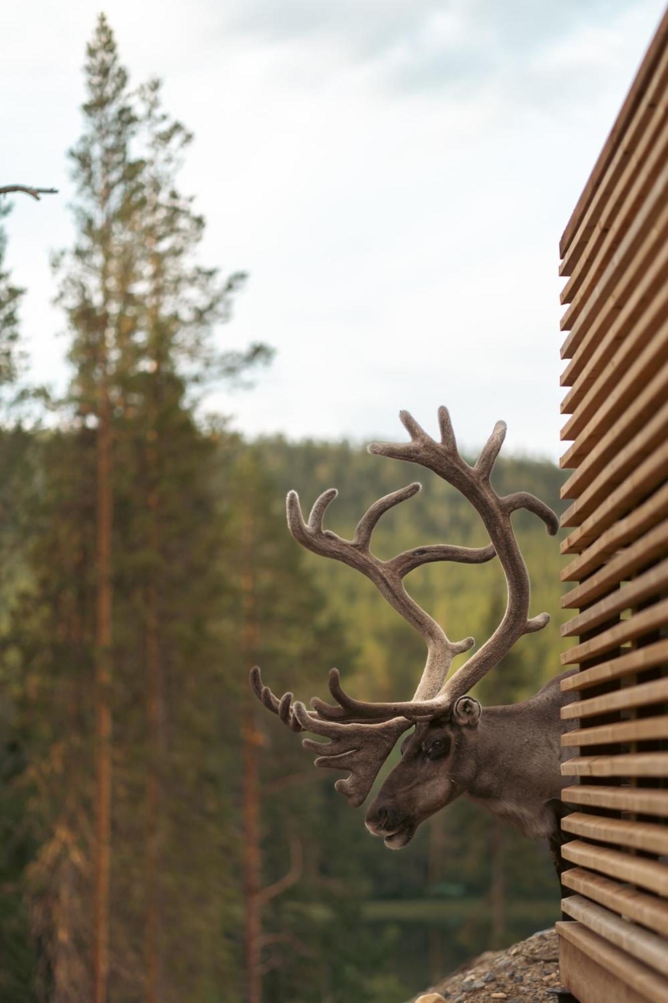Kurula's * Pyhätunturi